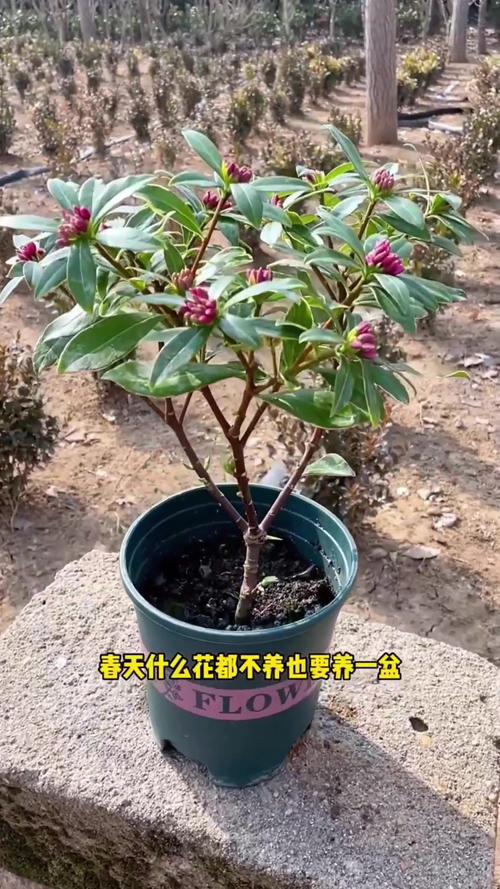 瑞香秋天怎么养？瑞香秋天怎么养护和管理？-第4张图片-优品飞百科