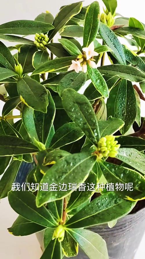 瑞香秋天怎么养？瑞香秋天怎么养护和管理？-第5张图片-优品飞百科
