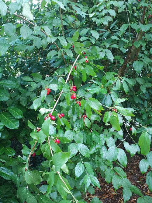 山茱萸种子怎么种，山茱萸种子的功效与作用？