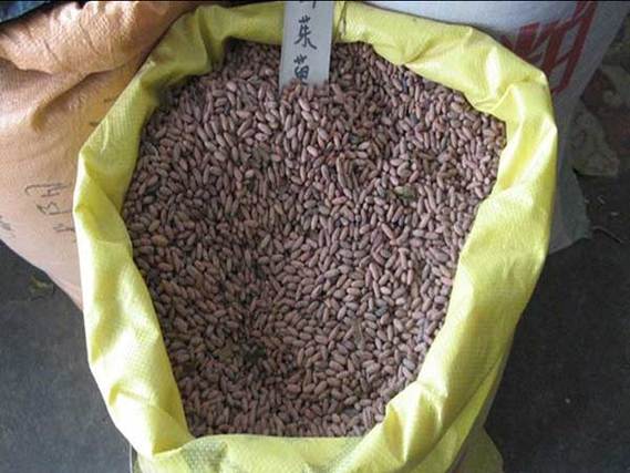 山茱萸种子怎么种，山茱萸种子的功效与作用？-第2张图片-优品飞百科