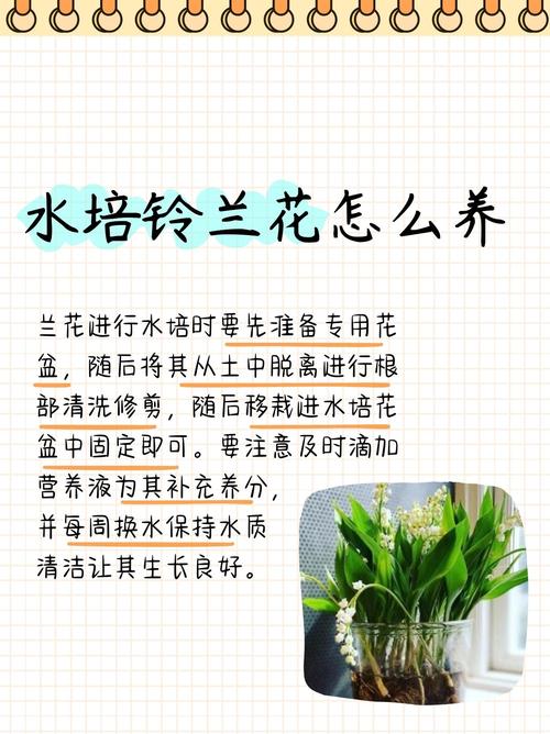 兰花的水培方法和注意事项，兰花如何水培视频教程-第4张图片-优品飞百科