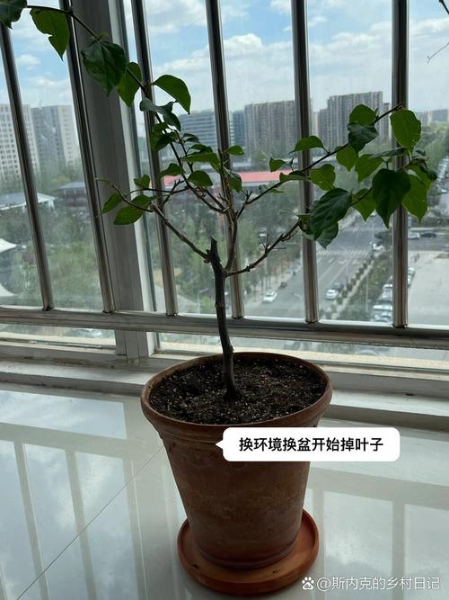 三角梅换盆后多久可以晒太阳？三角梅换盆后多久施肥？-第6张图片-优品飞百科