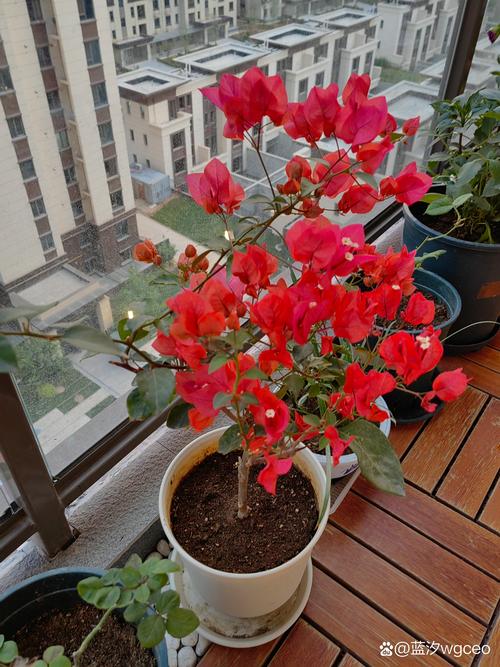三角梅换盆后多久可以晒太阳？三角梅换盆后多久施肥？-第7张图片-优品飞百科