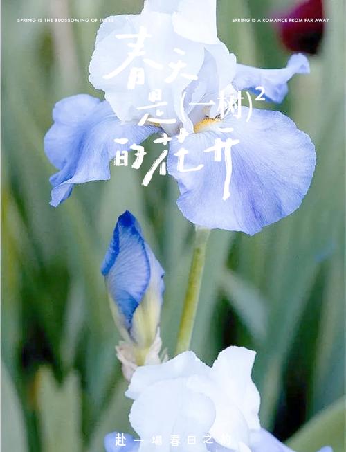 巴西鸢尾春天怎么养，巴西鸢尾适合室内养吗？-第2张图片-优品飞百科