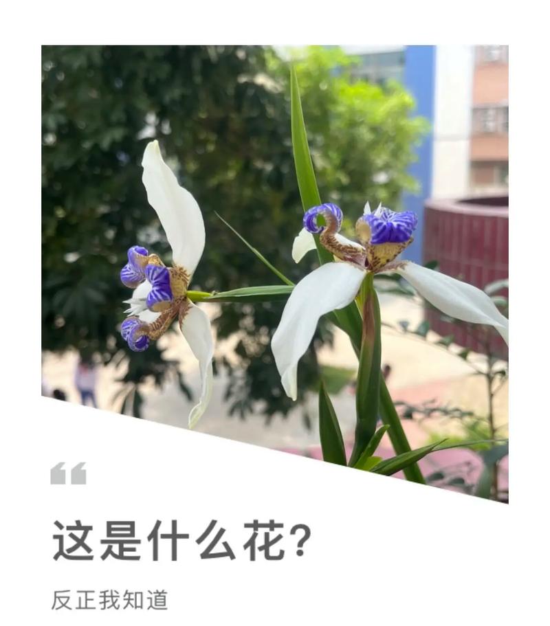 巴西鸢尾春天怎么养，巴西鸢尾适合室内养吗？-第4张图片-优品飞百科