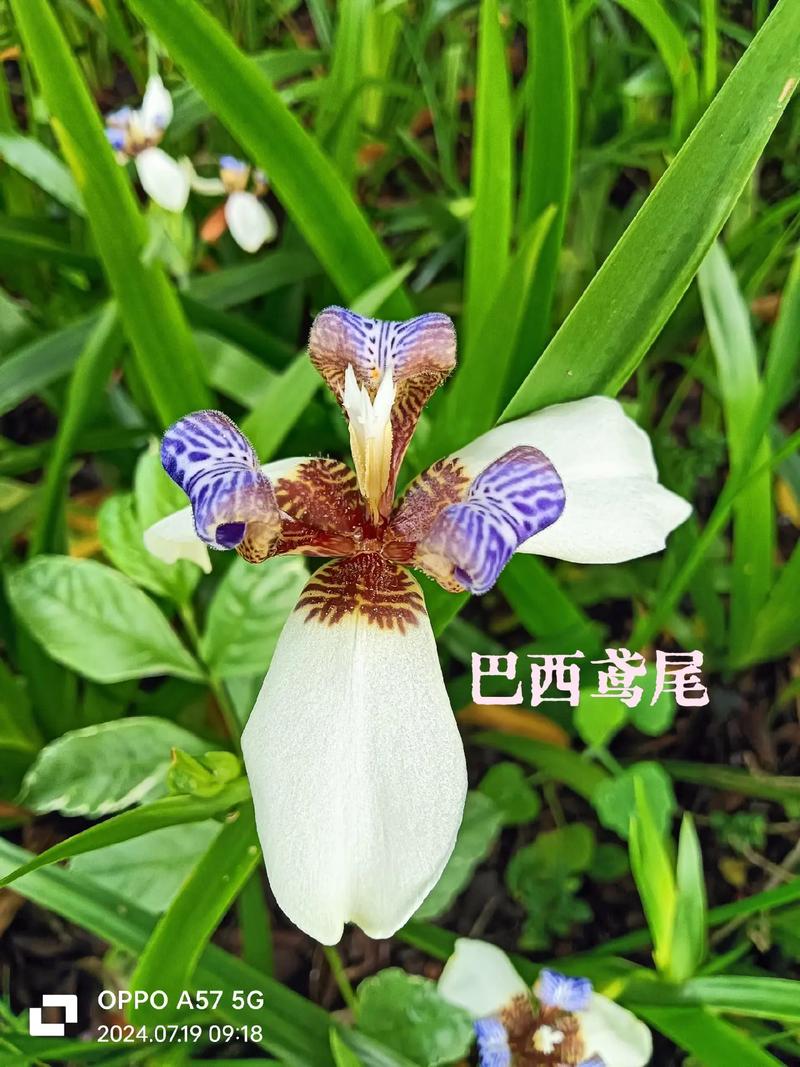 巴西鸢尾春天怎么养，巴西鸢尾适合室内养吗？-第6张图片-优品飞百科