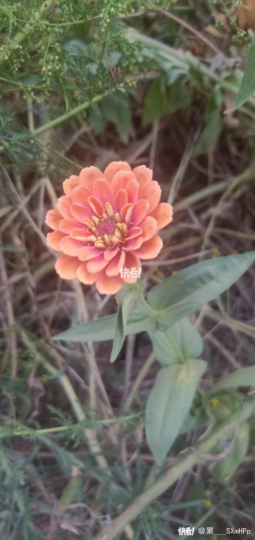 菊花养殖要不要晒太阳？菊花如果养？