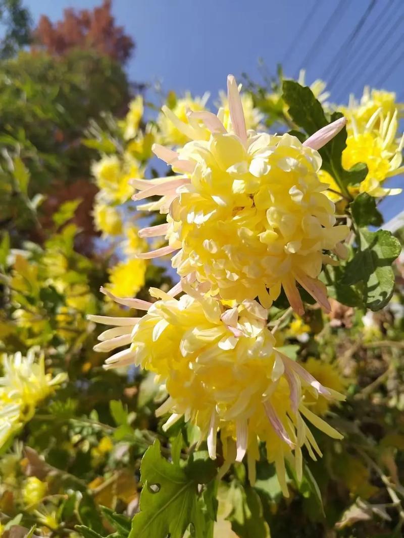 菊花养殖要不要晒太阳？菊花如果养？-第2张图片-优品飞百科