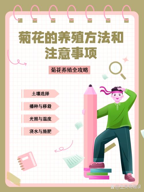 菊花养殖要不要晒太阳？菊花如果养？-第3张图片-优品飞百科