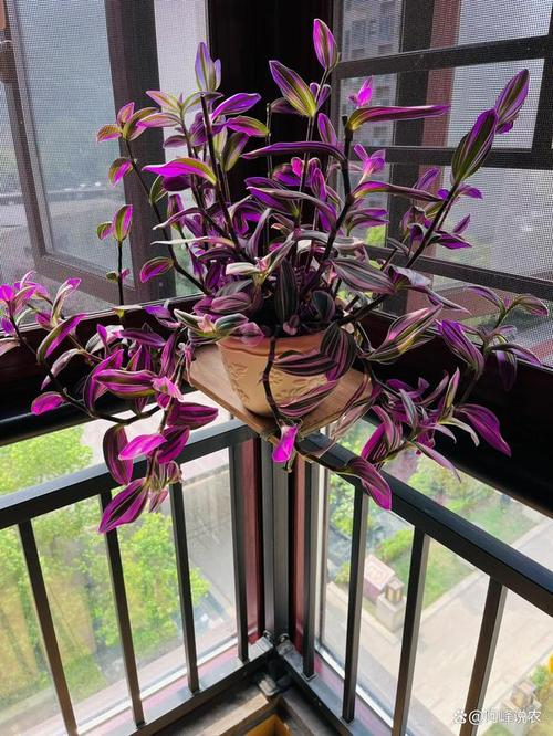 菊花养殖要不要晒太阳？菊花如果养？-第5张图片-优品飞百科