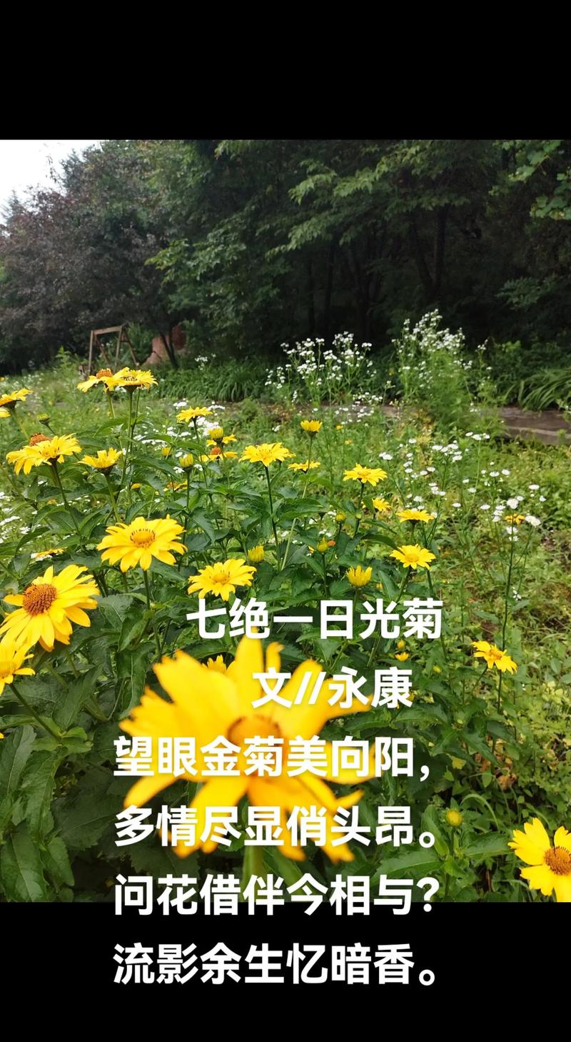菊花养殖要不要晒太阳？菊花如果养？-第6张图片-优品飞百科
