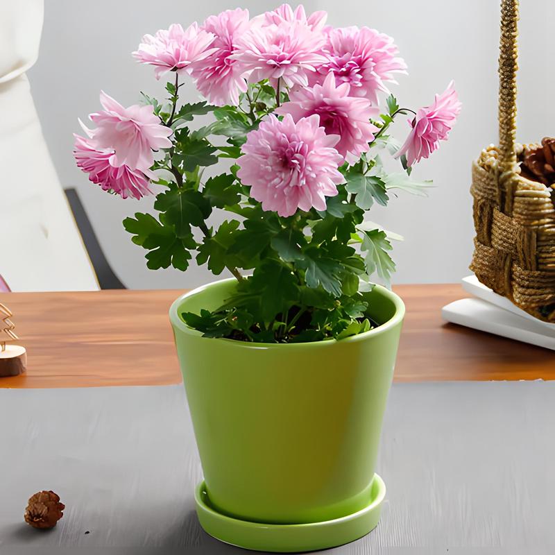 菊花养殖要不要晒太阳？菊花如果养？-第8张图片-优品飞百科