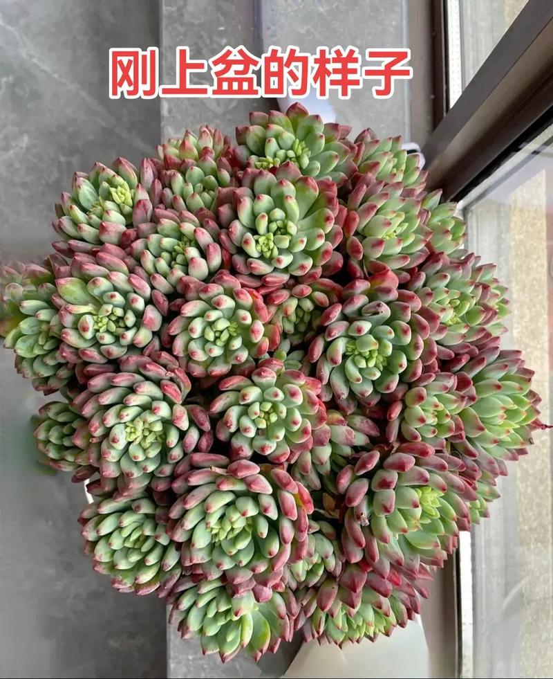 半死的多肉插瓶里，多肉放瓶子里扦插？