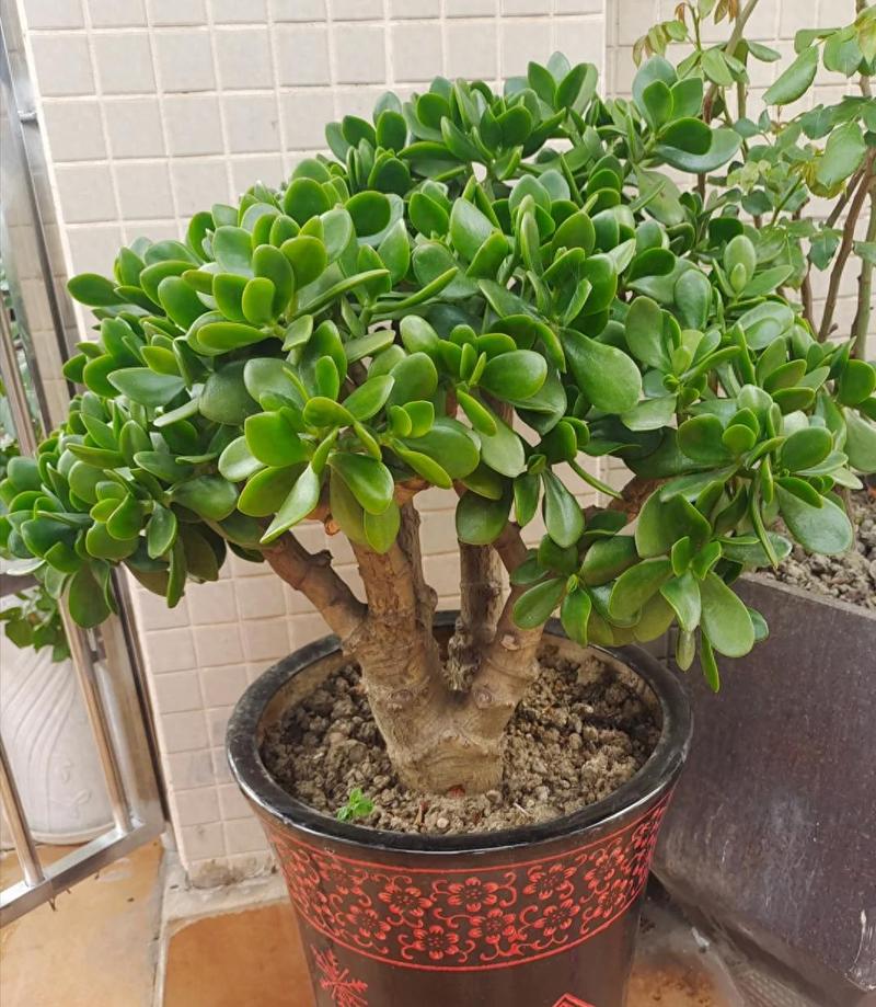 半死的多肉插瓶里，多肉放瓶子里扦插？-第2张图片-优品飞百科