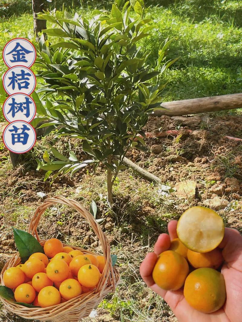 金桔树的扦插繁殖方法，金桔扦插季节方法视频？-第4张图片-优品飞百科