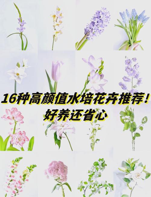 盆栽康乃馨怎么养，盆栽康乃馨养护的正确方法？-第2张图片-优品飞百科
