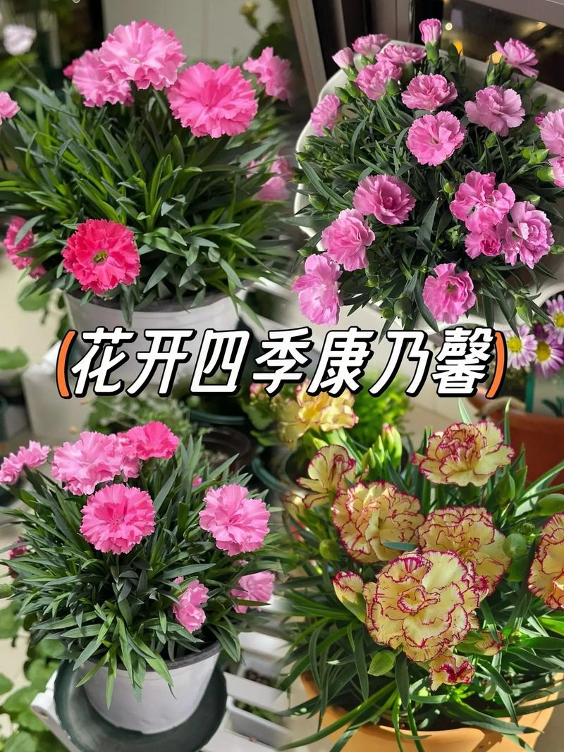 盆栽康乃馨怎么养，盆栽康乃馨养护的正确方法？-第3张图片-优品飞百科