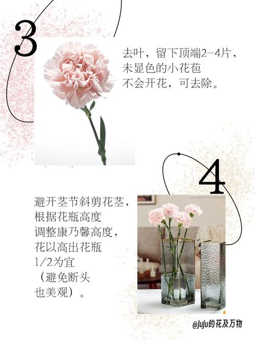 盆栽康乃馨怎么养，盆栽康乃馨养护的正确方法？-第4张图片-优品飞百科