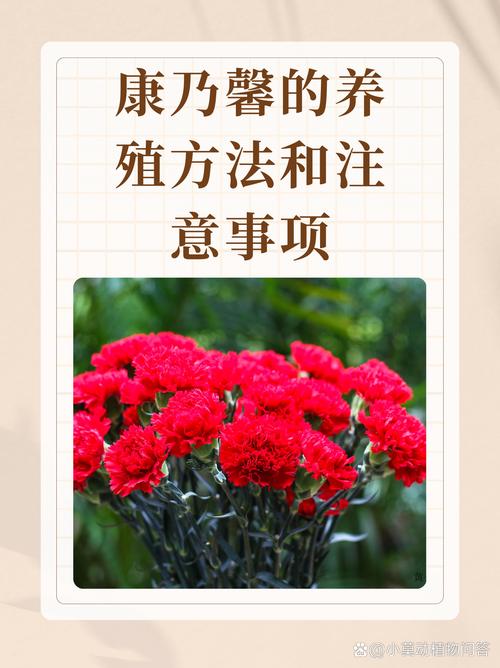 盆栽康乃馨怎么养，盆栽康乃馨养护的正确方法？-第6张图片-优品飞百科