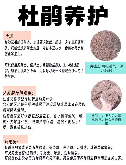 杜鹃花几月份分盆好,杜鹃花几月花芽分化-第2张图片-优品飞百科 杜鹃花几月份分盆好,杜鹃花几月花芽分化-第2张图片-优品飞百科
