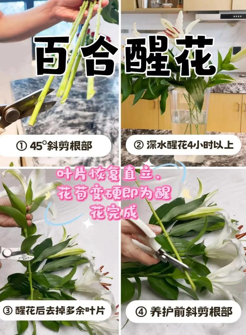 水插百合怎么快速开花？水插百合花怎样才能活久点？