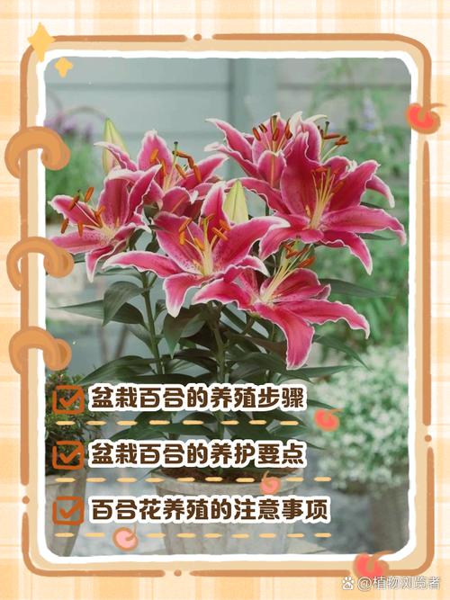 水插百合怎么快速开花？水插百合花怎样才能活久点？-第2张图片-优品飞百科