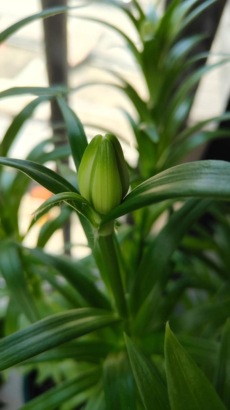 水插百合怎么快速开花？水插百合花怎样才能活久点？-第5张图片-优品飞百科
