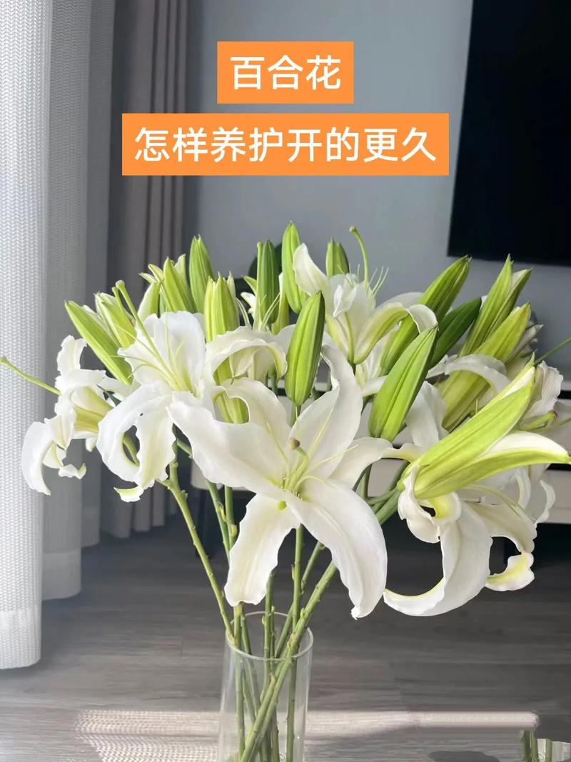 水插百合怎么快速开花？水插百合花怎样才能活久点？-第4张图片-优品飞百科