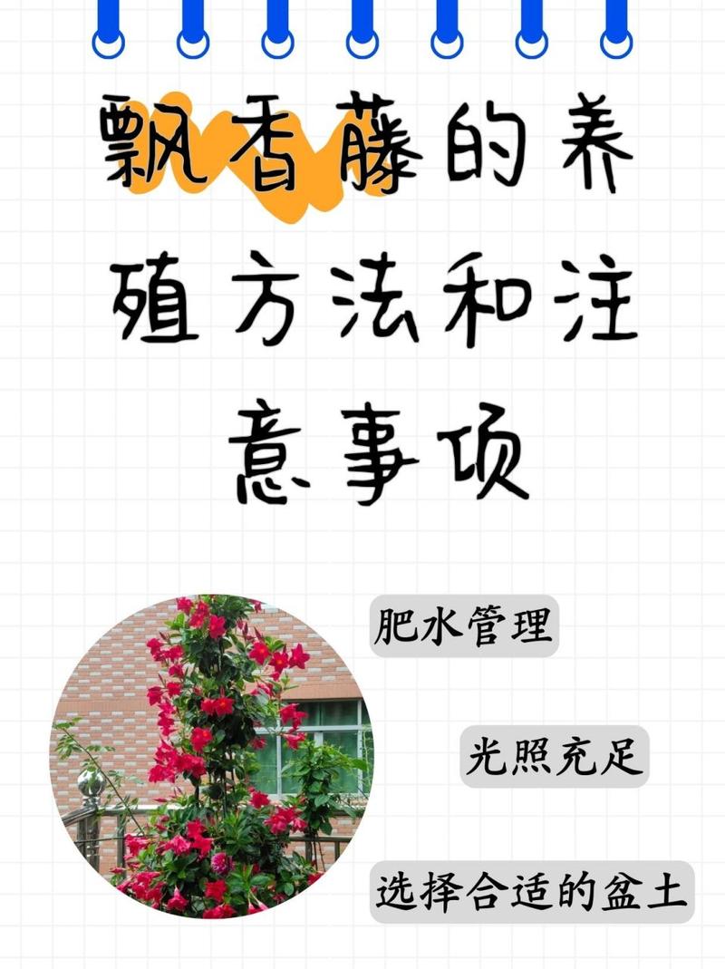 如何让飘香藤长得快？如何让飘香藤长得快一点？-第5张图片-优品飞百科