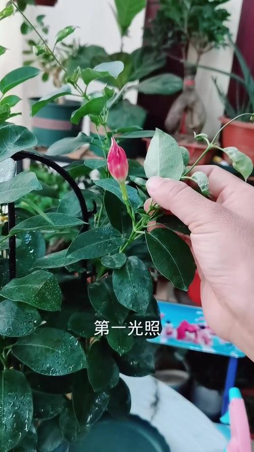 如何让飘香藤长得快？如何让飘香藤长得快一点？-第6张图片-优品飞百科