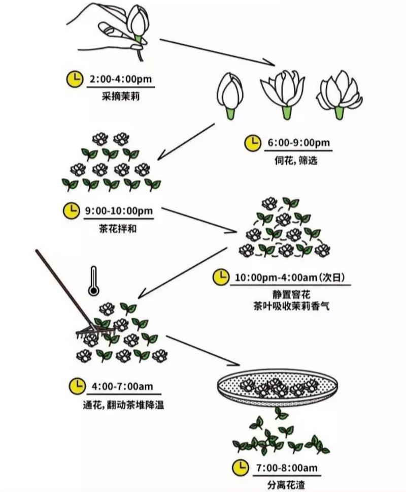 如何种植茉莉花，如何种植茉莉花盆栽