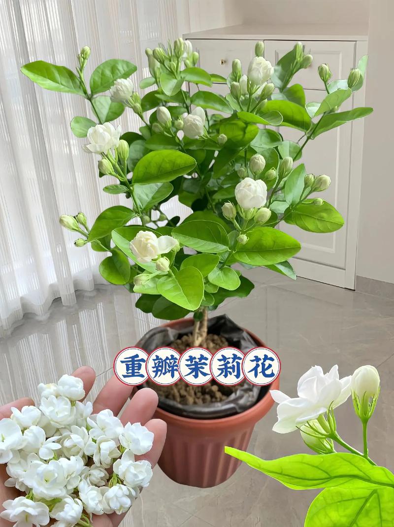 如何种植茉莉花，如何种植茉莉花盆栽-第2张图片-优品飞百科