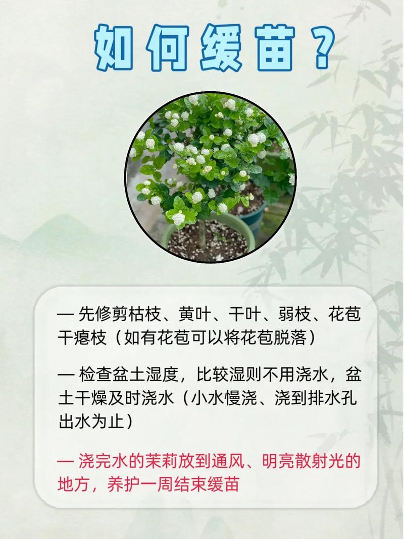 如何种植茉莉花，如何种植茉莉花盆栽-第3张图片-优品飞百科