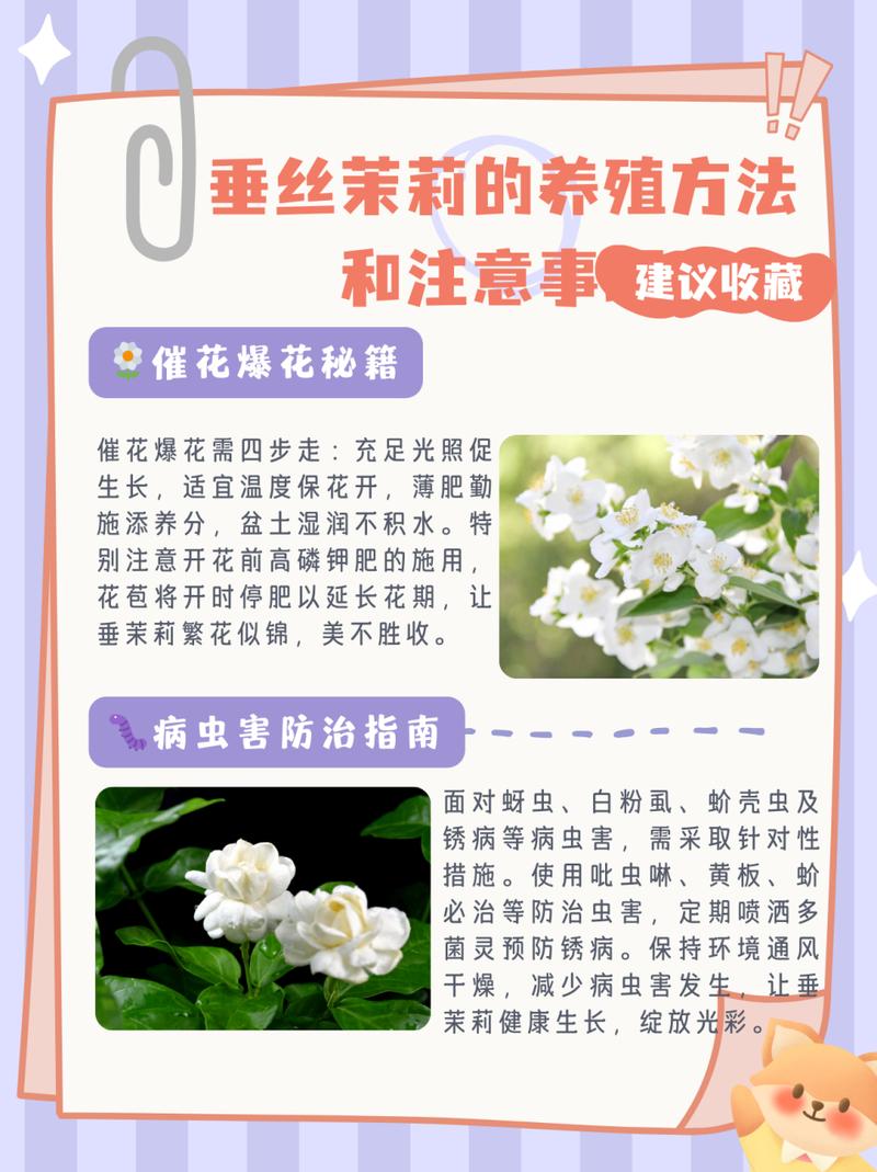 如何种植茉莉花，如何种植茉莉花盆栽-第4张图片-优品飞百科