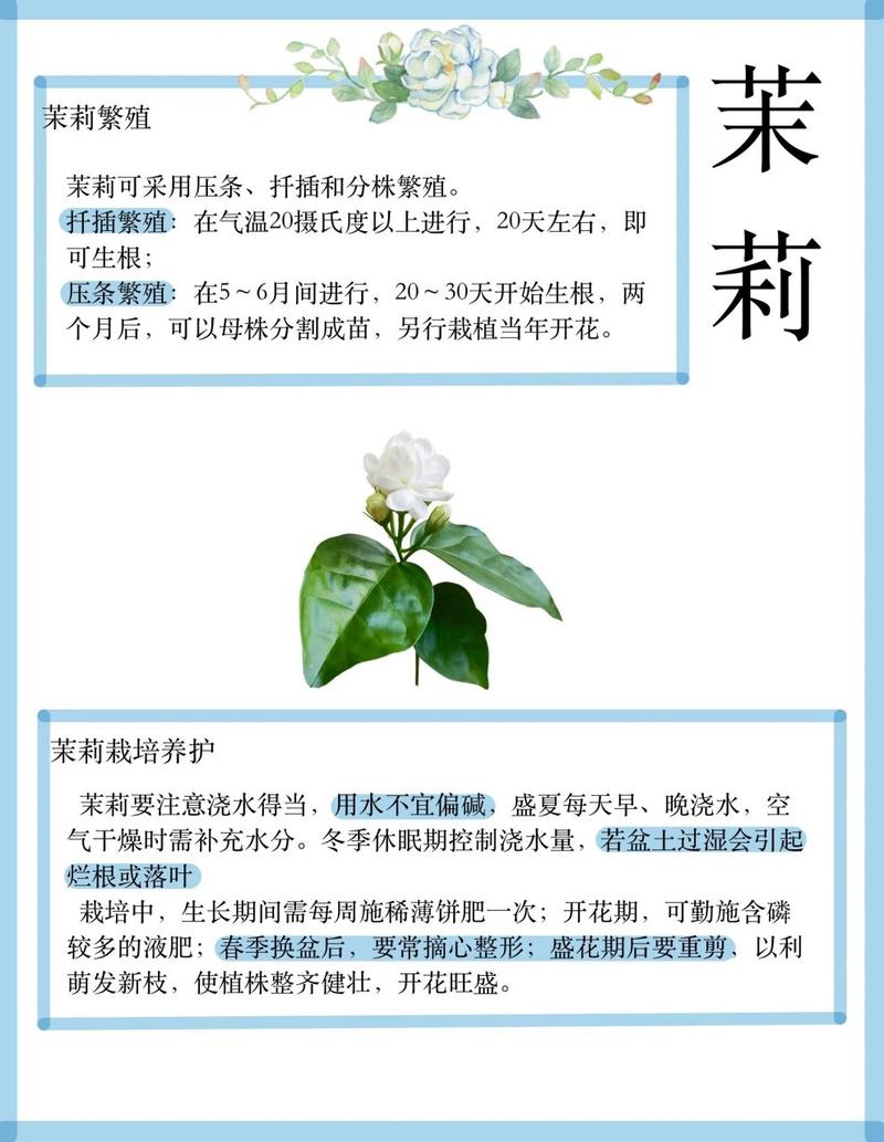 如何种植茉莉花，如何种植茉莉花盆栽-第5张图片-优品飞百科
