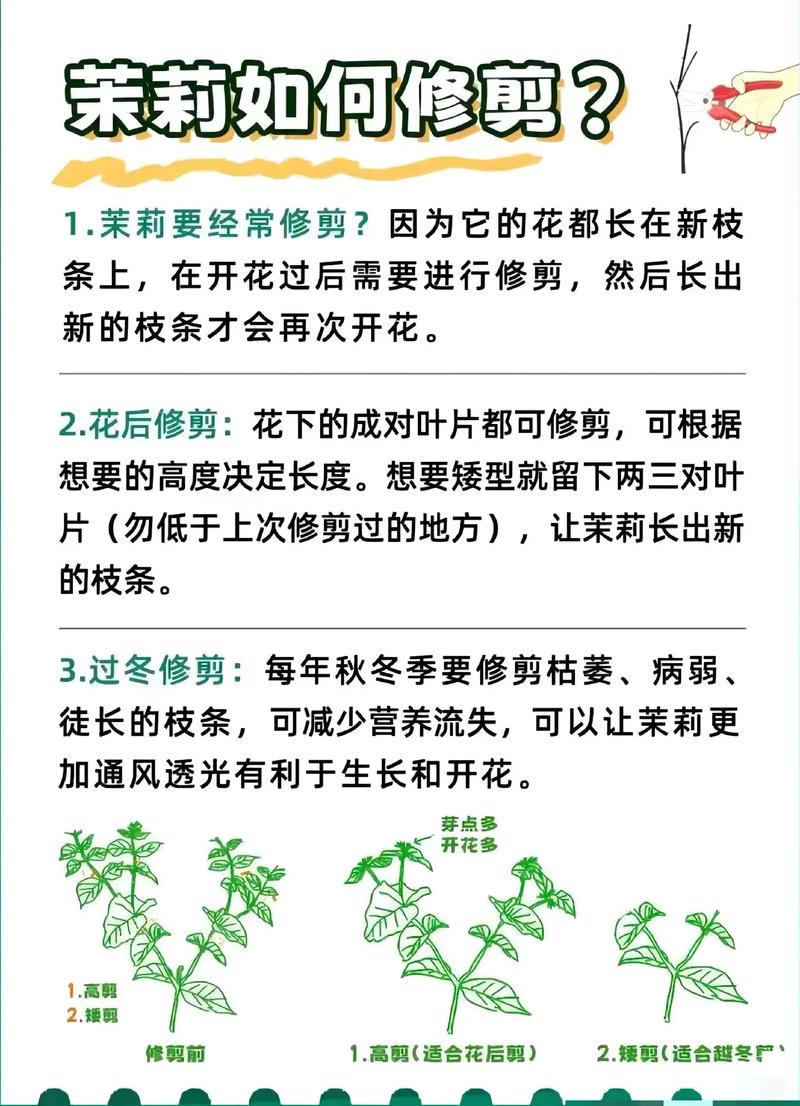 如何种植茉莉花，如何种植茉莉花盆栽-第6张图片-优品飞百科