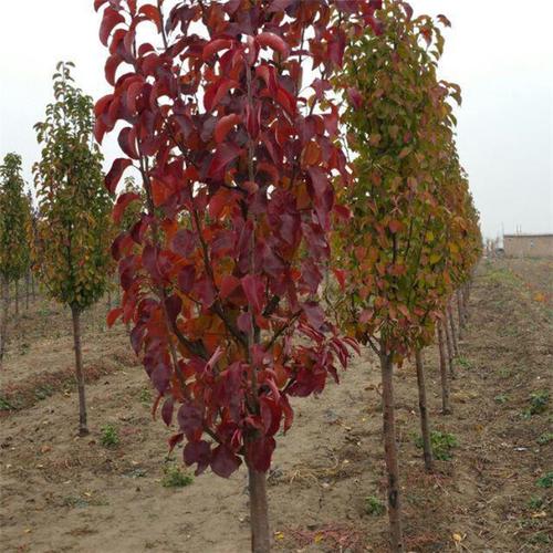 黄花槐家里怎么养，黄花槐的花可以食用吗？