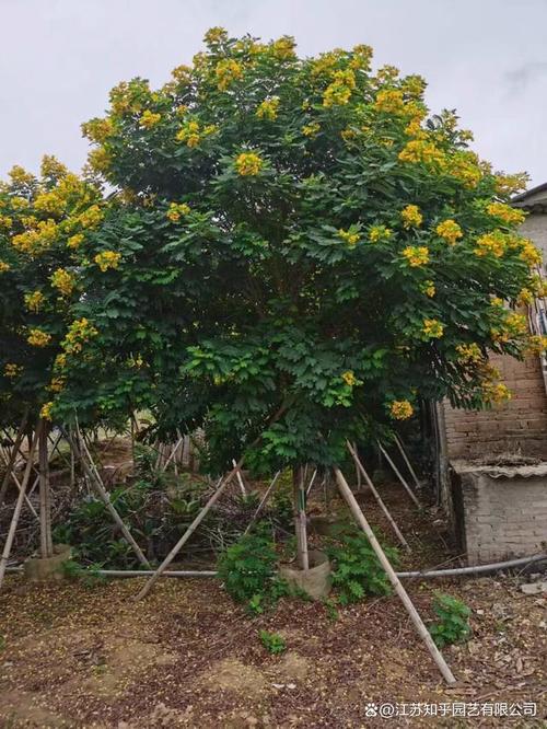 黄花槐家里怎么养，黄花槐的花可以食用吗？-第2张图片-优品飞百科