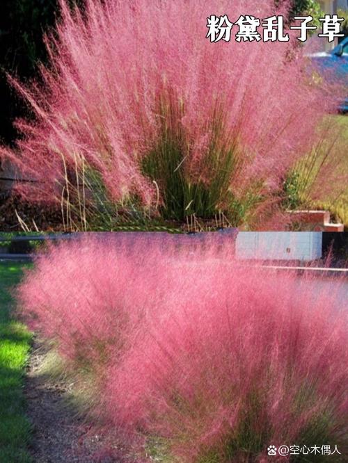 黄花槐家里怎么养，黄花槐的花可以食用吗？-第3张图片-优品飞百科