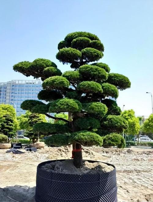 黄花槐家里怎么养，黄花槐的花可以食用吗？-第6张图片-优品飞百科