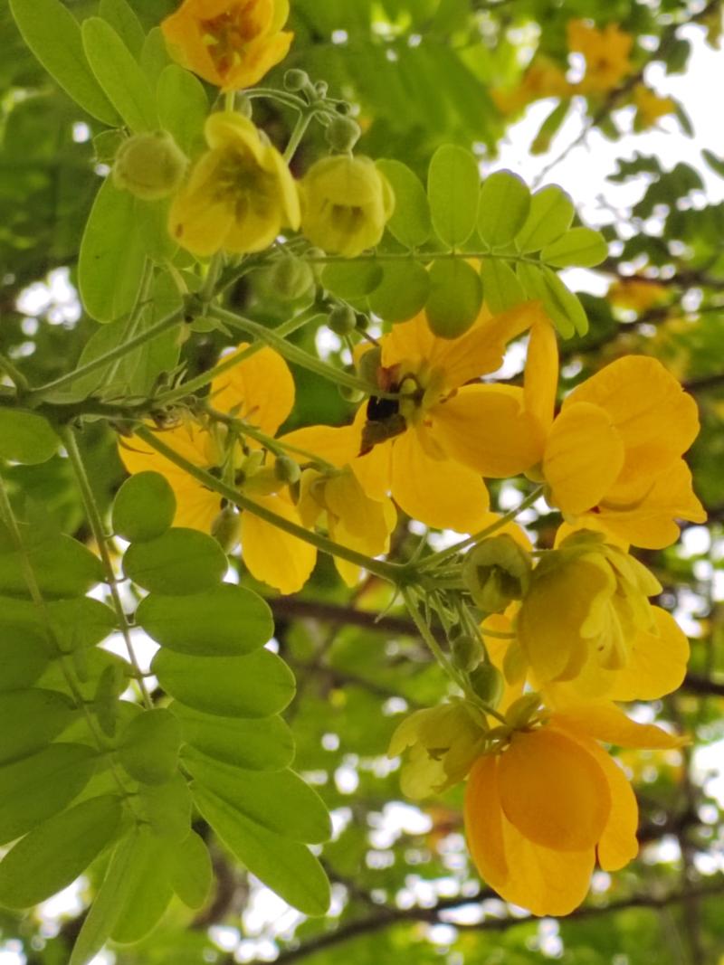 黄花槐家里怎么养，黄花槐的花可以食用吗？-第7张图片-优品飞百科