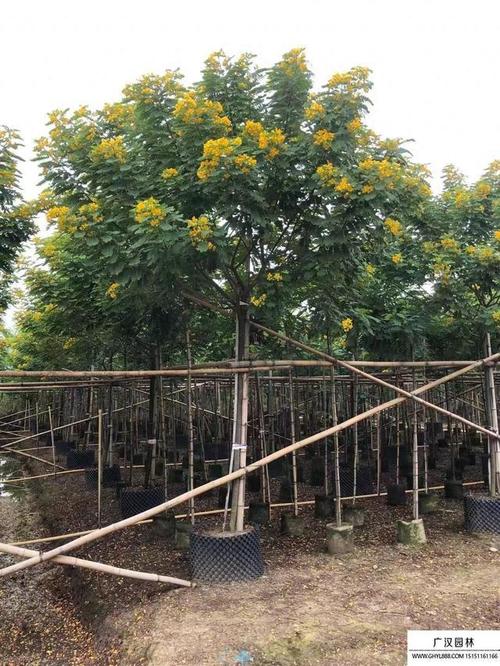 黄花槐家里怎么养，黄花槐的花可以食用吗？-第8张图片-优品飞百科