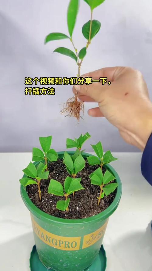 桂花树苗怎么培育，桂花树怎么培育出来的？