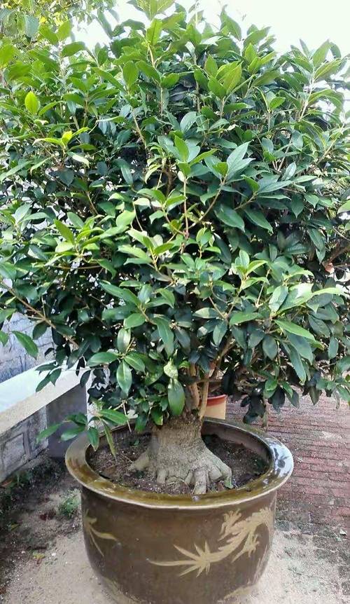 桂花树苗怎么培育，桂花树怎么培育出来的？-第3张图片-优品飞百科