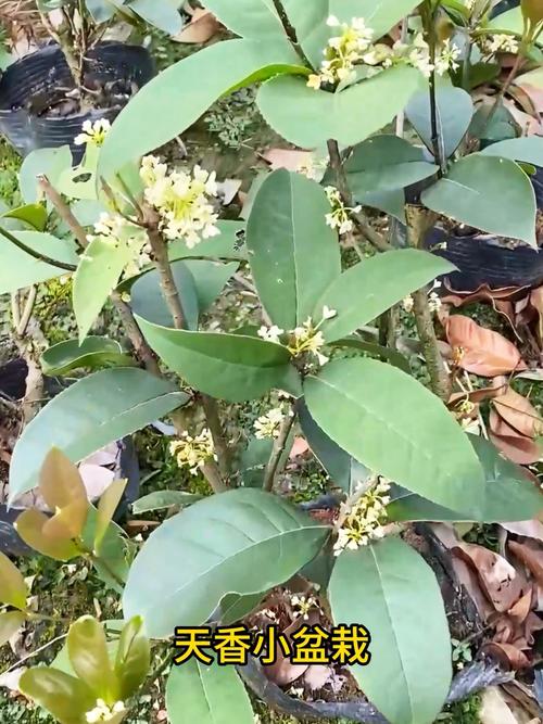 桂花树苗怎么培育，桂花树怎么培育出来的？-第5张图片-优品飞百科