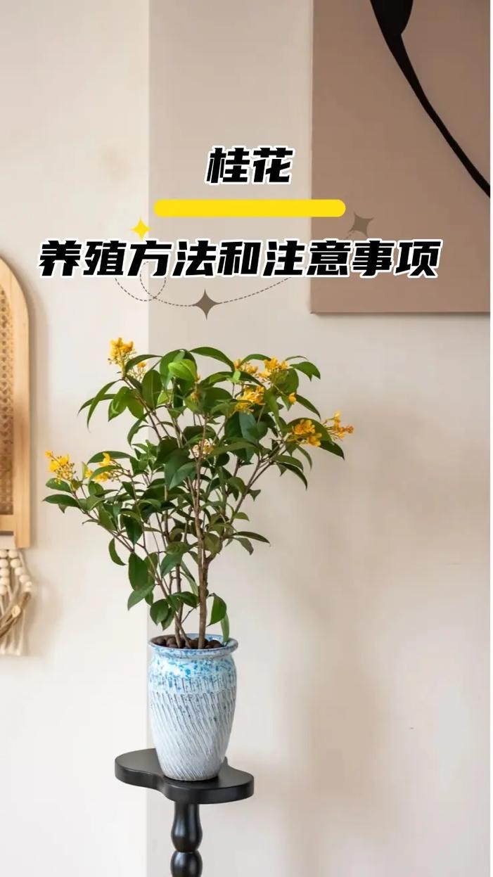 桂花树苗怎么培育，桂花树怎么培育出来的？-第6张图片-优品飞百科