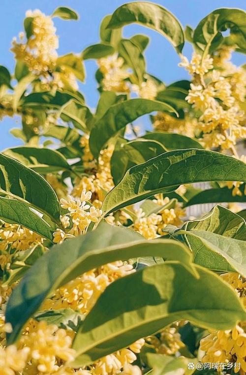 桂花树苗怎么培育，桂花树怎么培育出来的？-第7张图片-优品飞百科