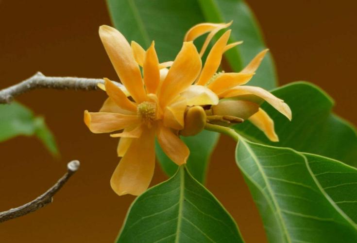 黄兰什么时候开花？黄兰花种植？