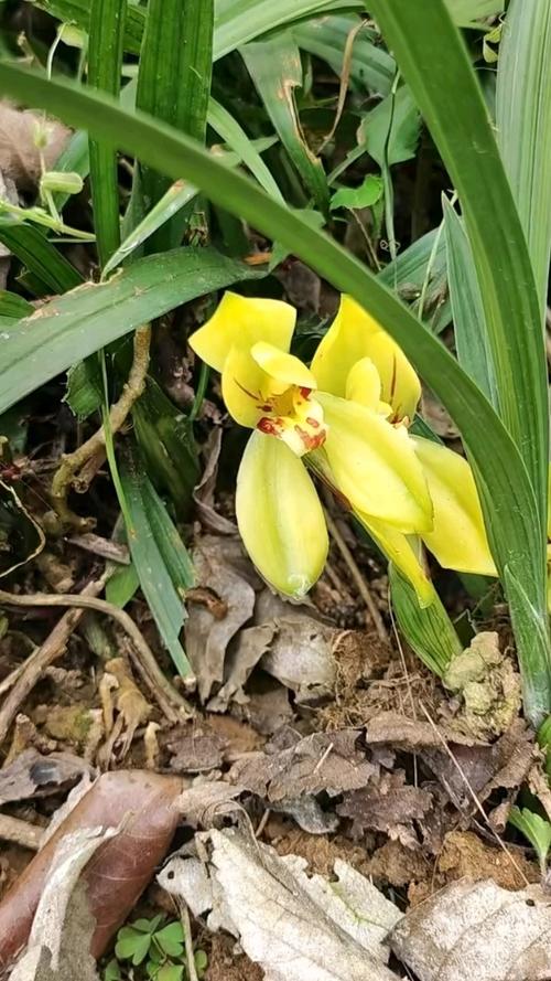 黄兰什么时候开花？黄兰花种植？-第2张图片-优品飞百科