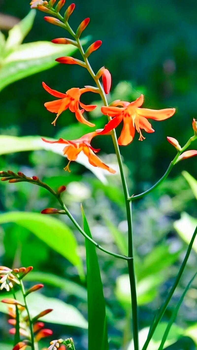 黄兰什么时候开花？黄兰花种植？-第3张图片-优品飞百科